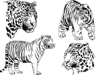 vector drawings sketches different predator , tigers lions cheetahs and leopards are drawn in ink by hand , objects with no background