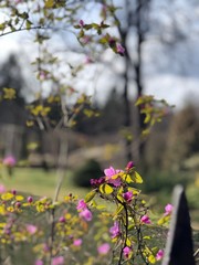 Spring flowers