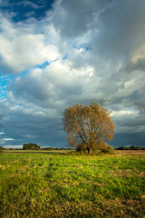Large tree growing on a green meadow and storm clouds on the sky