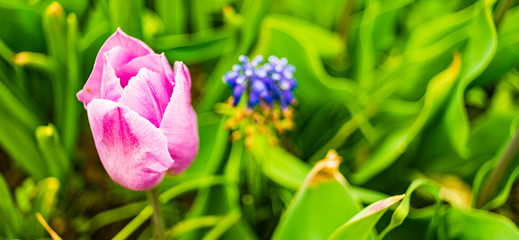 Purple tuplip blossom in spring in garden