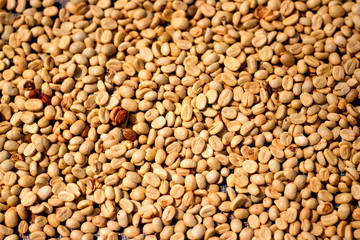 Dried raw coffee beans drying with the sun (Natural coffee drying) before the roast process