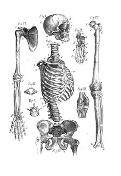 Skeleton with skull in the old book The Human Body, by K. Bock, 1870, St. Petersburg
