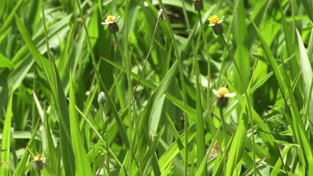 Small copper butterfly on grasses in England