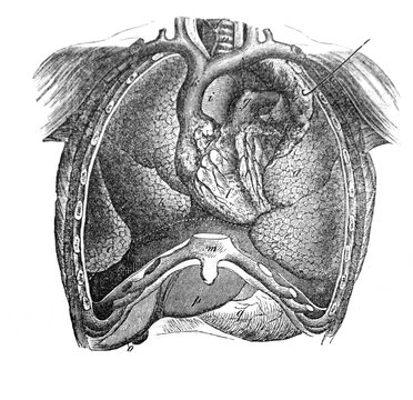 The sternum in front with lungs and heart in the old book The Human Body, by K. Bock, 1870, St. Petersburg