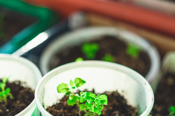 Green young plants in cups with earth on a windowsill. Growing plants at home. Spring planting.