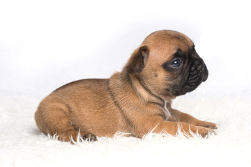 Obraz premium chiot bébé bouledogue français brun