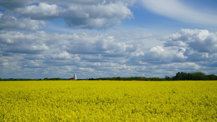 pole z żółtym rzepakiem z błękitnym niebem i chmurami 