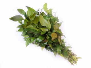 Leafy vegetable - Curry leaves. Scientific name - Murraya koenigii. The fresh leaves are valued as seasoning in the cuisines of South and Southeast Asia. It is used in Ayurvedic and Siddha medicine.