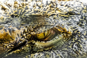 Crocodile close up