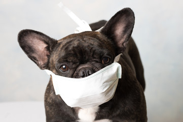 chien avec masque antivirus