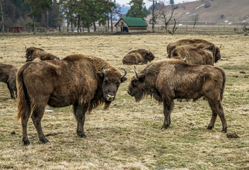 Aurochs