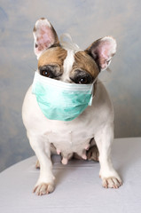 Bouledogue français avec masque anticoronavirus