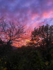 sunset in the forest