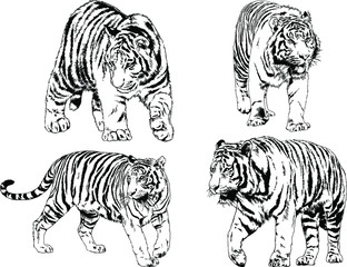 vector drawings sketches different predator , tigers lions cheetahs and leopards are drawn in ink by hand , objects with no background