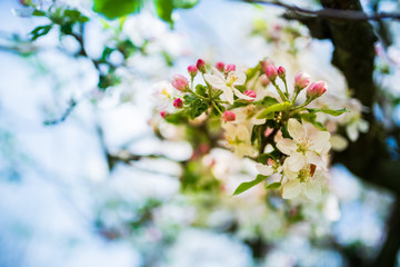 Blossoming fruit tree brunch with white and pink flowers on bokeh blue sky background