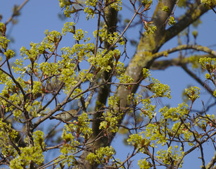 Sparrow Bird hiding in early spring tree behind budding leaves showing animal camouflage.