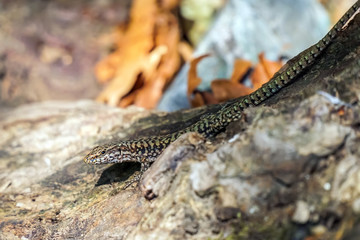 common lizard