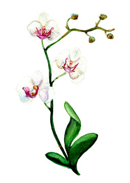 watercolor illustration white orchid close-up on white background for postcard, greeting for woman, design, decoration