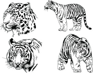 vector drawings sketches different predator , tigers lions cheetahs and leopards are drawn in ink by hand , objects with no background