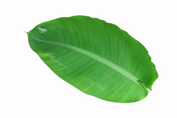 Obraz premium Banana green leaf isolated on white background.
