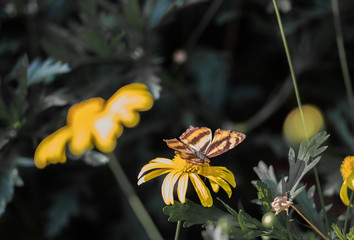 ฺButterfly on freshness yellow flower in the tropical flowers garden