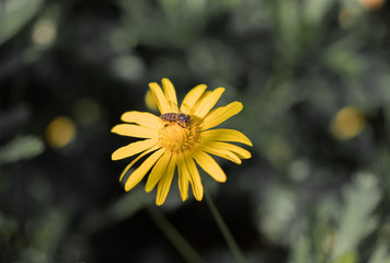 Single Honey Bee on beautiful yellow flower in the tropical flowers garden 
