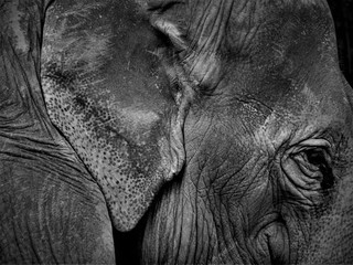 Elephant close-up, black and white, 4k