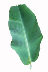 Banana green leaf isolated on white background.