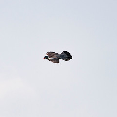 Pigeon ramier en vol