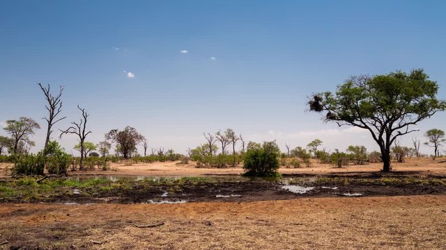 Full day timelapse on sunny day in Africa of wild animals, zebra, impala, elephant and rhino drinking water at natural waterhole in bushveld, spring season, heat of the day.