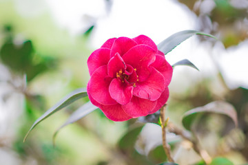 Red Camellia flowers or Japanese Camellia (Camellia Japonica) is flowering on tree in flower garden