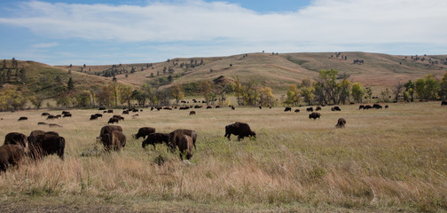 Fototapeta na wymiar Bison in Cluster state park