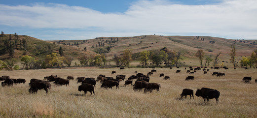 Bison on grass