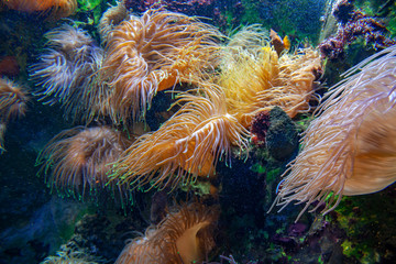 Naklejka na ściany i meble Massif corallien 