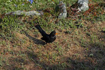 Merle noir dans un jardin