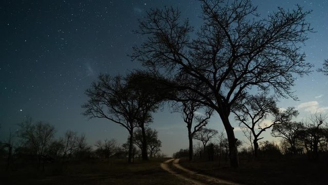 Static astro night timelapse (southern direction) of a winding dirt/gravel road through the wilderness bushveld as stars/Milky Way twist in moonlight landscape with Marula trees (Sclerocarya birrea).