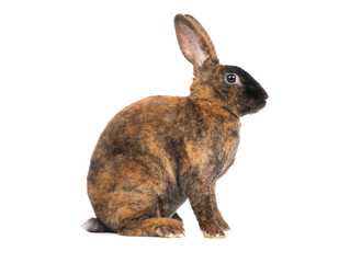 sitting brown rabbit isolated on a white background.