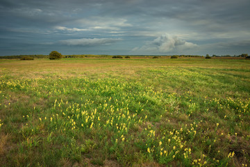 Yellow flowers on wild meadow and gray clouds on the evening sky
