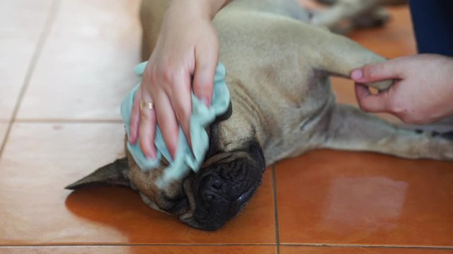 owner is cleaning her french bulldog with cold towel to prevent dogs heat stroke in summer. 4K Footage.