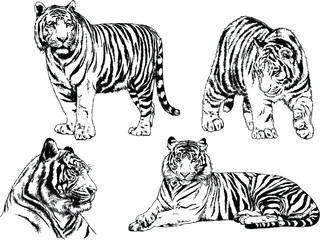 vector drawings sketches different predator , tigers lions cheetahs and leopards are drawn in ink by hand , objects with no background