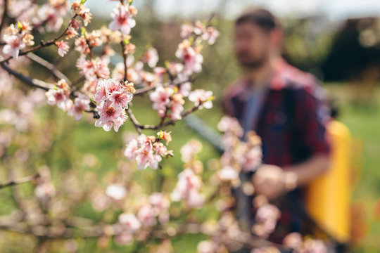 close up of flowers on tree. Man in blurred background hand spraying blooming tree in orchard with garden bottle aerosol against pest