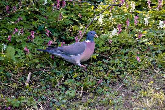 Pigeon ramier dans un jardin