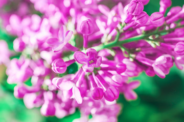 Fototapeta na wymiar A branch of lilac. Spring lilac flowers. Close-up.