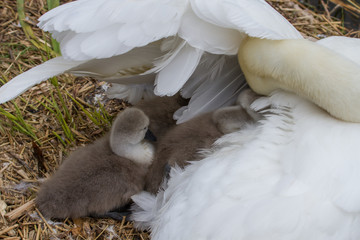 Mother swan with signets on the nest - 342311259