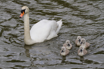 swan and cygnets swimming - 342311275