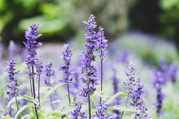 Obraz premium Blue Salvia (salvia farinacea) flowers blooming in the garden