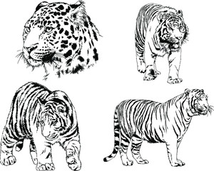 set of vector drawings on the theme of predators tigers are drawn by hand with ink tattoo logos