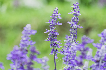 Blue Salvia (salvia farinacea) flowers blooming in the garden