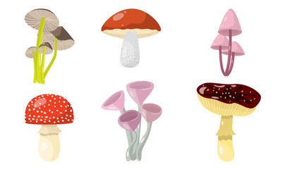 Fototapeta na wymiar Set of different forest mushrooms and toadstools. Vector illustration in flat cartoon style