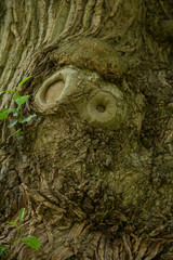 tree bark texture - 342311627